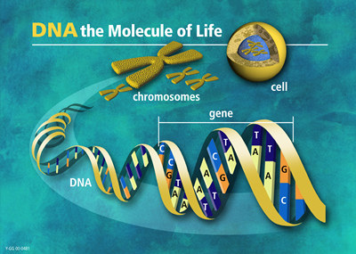 DNA to chromosomes
